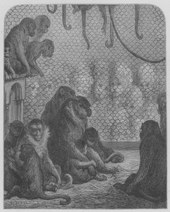 Dierentuin, De Apen